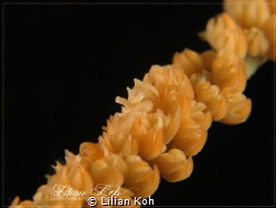 S U B T L E
Whip Coral Shrimp by Lilian Koh 
